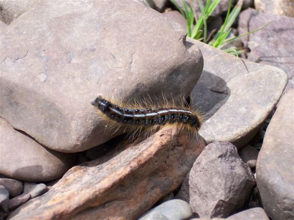 Caterpillar at Hopewell Falls01 142